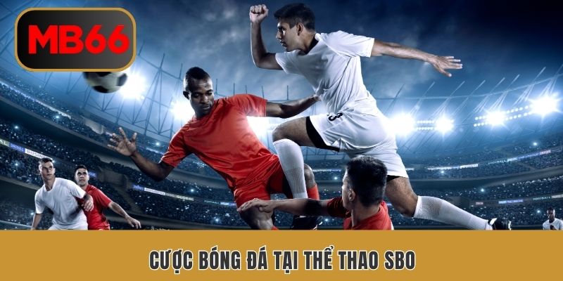 Cược bóng đá tại thể thao SBO