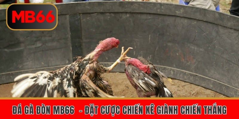Đá gà đòn