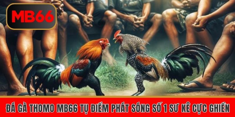 Đá gà Thomo