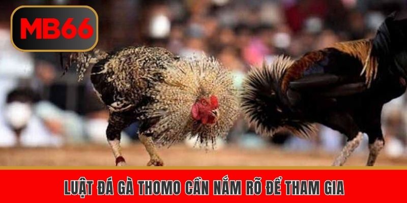 Luật đá gà Thomo cần nắm rõ để tham gia 