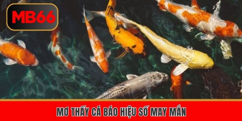 Mơ thấy cá báo hiệu số may mắn 