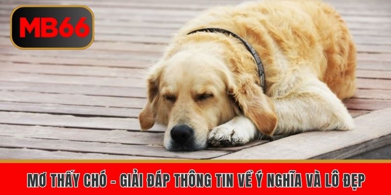 Mơ thấy chó