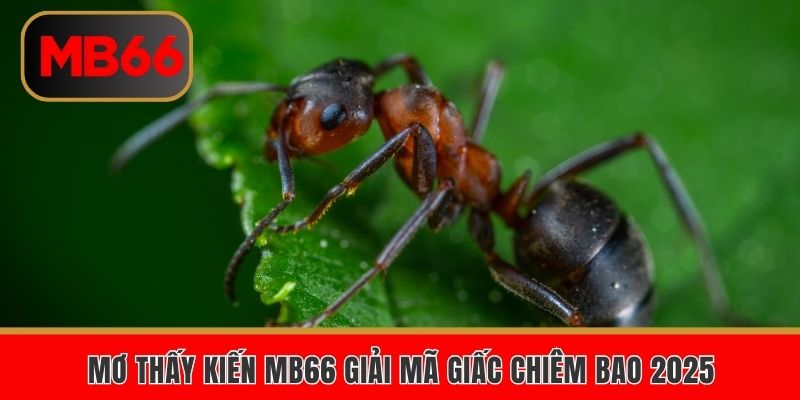 Mơ thấy kiến