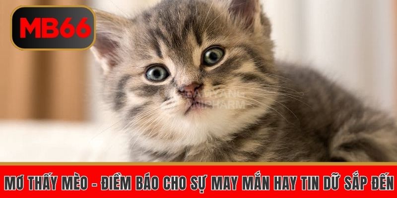 Mơ thấy mèo