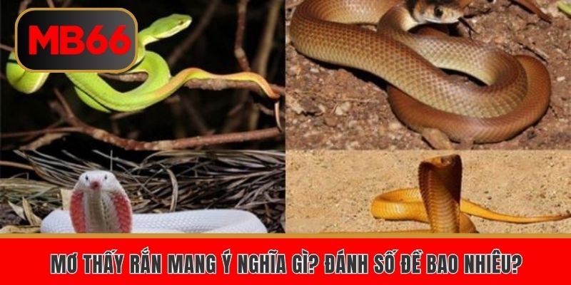 Mơ thấy rắn