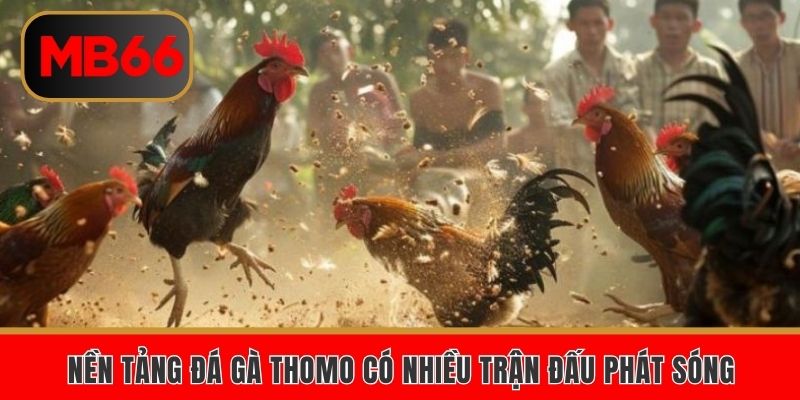 Nền tảng đá gà Thomo có nhiều trận đấu phát sóng 
